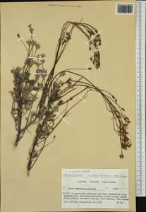 Halimium ocymoides (Lam.) Willk., Западная Европа (EUR) (Испания)