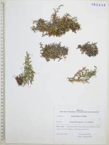 Плаунок наскальный (L.) Spring, Сибирь, Дальний Восток (S6) (Россия)