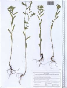 Buglossoides rochelii (Friv.) Stoyanov, Mátis & Sennikov, Восточная Европа, Северо-Украинский район (E11) (Украина)