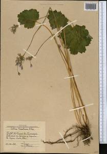 Primula matthioli subsp. turkestanica (Losinsk.) Kovt., Средняя Азия и Казахстан, Западный Тянь-Шань и Каратау (M3) (Узбекистан)