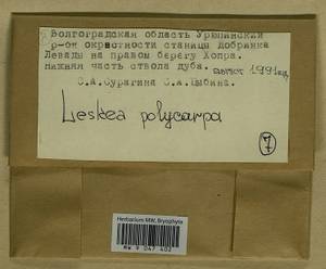 Leskea polycarpa Hedw., Гербарий мохообразных, Мхи - Нижний Дон и Нижняя Волга (B11) (Россия)