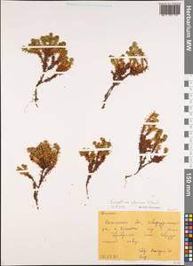 Empetrum nigrum subsp. stenopetalum (V. N. Vassil.) Nedol., Сибирь, Дальний Восток (S6) (Россия)