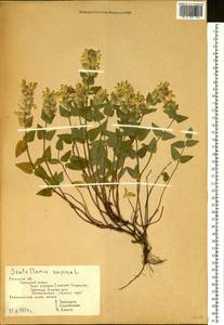 Шлемник приземистый L., Восточная Европа, Центральный лесостепной район (E6) (Россия)