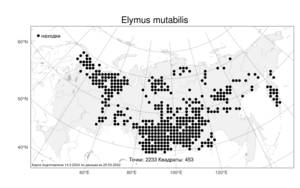 Elymus mutabilis, Пырейник изменчивый (Drobow) Tzvelev, Атлас флоры России (FLORUS) (Россия)