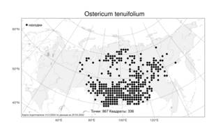 Ostericum tenuifolium, Остерикум тонколистный (Pall. ex Spreng.) Y. C. Chu, Атлас флоры России (FLORUS) (Россия)