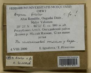 Gemmabryum dichotomum (Hedw.) J.R. Spence & H.P. Ramsay, Гербарий мохообразных, Мхи - Западная Сибирь (включая Алтай) (B15) (Россия)