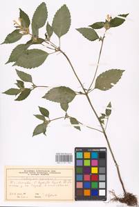 Пикульник красивый, Зябра Mill., Восточная Европа, Московская область и Москва (E4a) (Россия)