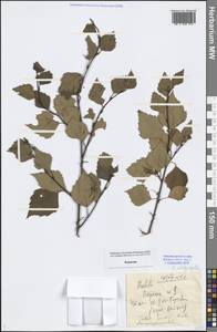 Betula pendula subsp. mandshurica (Regel) Ashburner & McAll., Сибирь, Прибайкалье и Забайкалье (S4) (Россия)