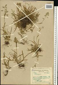 Мятлик однолетний L., Восточная Европа, Северный район (E1) (Россия)