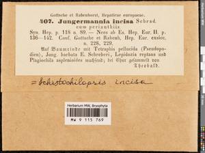 Schistochilopsis incisa (Schrad.) Konstant., Гербарий мохообразных, Мхи - Западная Европа (BEu) (Швейцария)