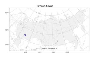 Crocus flavus Weston, Атлас флоры России (FLORUS) (Россия)