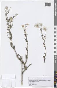 Ломонос, Средняя Азия и Казахстан, Северный и Центральный Тянь-Шань (M4) (Киргизия)