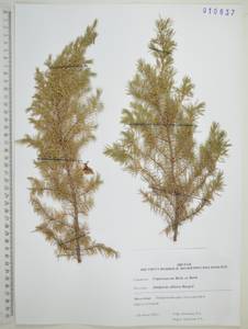 Можжевельник скальный Pall., Сибирь, Дальний Восток (S6) (Россия)