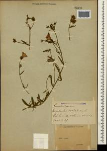 Вьюнок кантабрийский L., Крым (KRYM) (Россия)