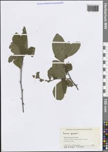 Слива колючая, Терн L., Кавказ, Черноморское побережье (от Новороссийска до Адлера) (K3) (Россия)