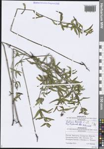 Подмаренник северный L., Восточная Европа, Средневолжский район (E8) (Россия)