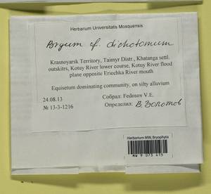 Gemmabryum dichotomum (Hedw.) J.R. Spence & H.P. Ramsay, Гербарий мохообразных, Мхи - Красноярский край, Тыва и Хакасия (B17) (Россия)