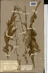 Бубенчик лилиелистный (L.) A.DC., Восточная Европа, Средневолжский район (E8) (Россия)