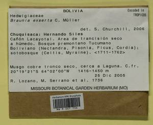 Braunia exserta Müll. Hal., Гербарий мохообразных, Мхи - Америка (BAm) (Боливия)