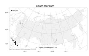 Linum tauricum, Лен крымский Willd., Атлас флоры России (FLORUS) (Россия)
