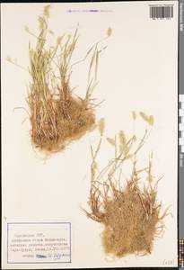 Poaceae, Средняя Азия и Казахстан, Северный и Центральный Тянь-Шань (M4) (Киргизия)