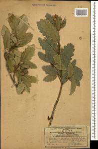 Quercus infectoria subsp. veneris (A.Kern.) Meikle, Кавказ, Армения (K5) (Армения)
