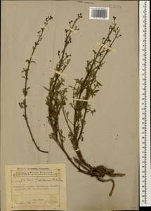 Scrophularia variegata subsp. cinerascens (Boiss.) Grau, Кавказ, Азербайджан (K6) (Азербайджан)