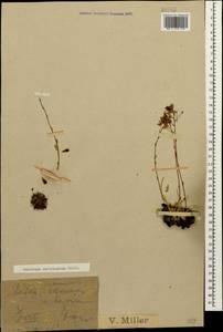 Камнеломка хрящеватая (Willd.) D. A. Webb, Кавказ, Краснодарский край и Адыгея (K1a) (Россия)