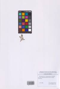 Lysimachia minima (L.) U.Manns & Anderb., Восточная Европа, Московская область и Москва (E4a) (Россия)