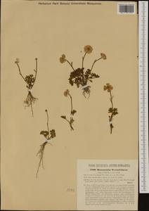 Ranunculus traunfellneri Hoppe, Западная Европа (EUR) (Австрия)