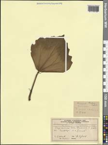 Плющ колхидский (K.Koch) K.Koch, Кавказ, Черноморское побережье (от Новороссийска до Адлера) (K3) (Россия)