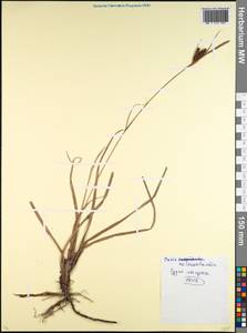 Осока черноколосая M.Bieb. ex Willd., Кавказ, Черноморское побережье (от Новороссийска до Адлера) (K3) (Россия)