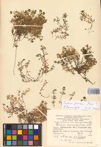 Galium pumilum Murray, Восточная Европа, Западно-Украинский район (E13) (Украина)