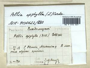 Pellia epiphylla (L.) Corda, Гербарий мохообразных, Мхи - Центральное Нечерноземье (B6) (Россия)