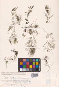 Роголистник светло-зеленый L., Восточная Европа, Нижневолжский район (E9) (Россия)