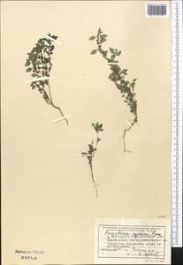 Постенница сербская (Pancic) P. W. Ball, Средняя Азия и Казахстан, Северный и Центральный Тянь-Шань (M4) (Киргизия)