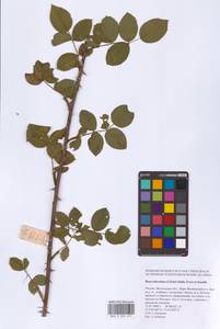 Шиповник почти-собачий (Christ) Dalla Torre & Sarnth., Восточная Европа, Московская область и Москва (E4a) (Россия)