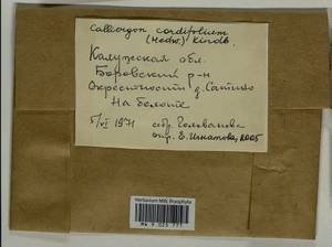 Calliergon cordifolium (Hedw.) Kindb., Гербарий мохообразных, Мхи - Центральное Нечерноземье (B6) (Россия)