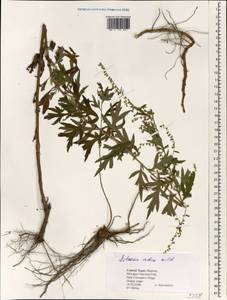 Artemisia indica Willd., Зарубежная Азия (ASIA) (Непал)