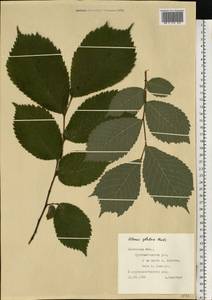 Вяз голый, Вяз шершавый Huds., Восточная Европа, Западно-Украинский район (E13) (Украина)