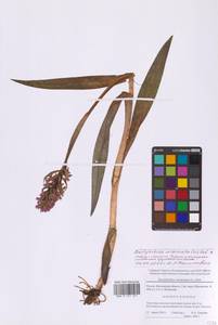 Пальчатокоренник мясо-красный (L.) Soó, Восточная Европа, Московская область и Москва (E4a) (Россия)