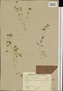 Звездчатка средняя, Мокрица (L.) Vill., Восточная Европа, Центральный лесной район (E5) (Россия)