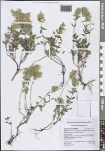 Дубровник обыкновенный L., Западная Европа (EUR) (Испания)