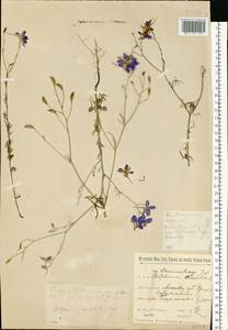 Delphinium consolida subsp. consolida, Восточная Европа, Северо-Западный район (E2) (Россия)