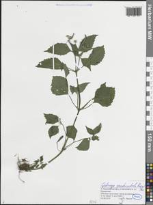 Галинзога четырехлучевая Ruiz & Pav., Восточная Европа, Волжско-Камский район (E7) (Россия)