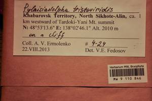 MW 9 110 846, Pylaisiadelpha tristoviridis (Broth.) Afonina, H. Tsubota & Ignatova, Гербарий мохообразных, Мхи - Дальний Восток (без Чукотки и Камчатки) (B20) (Россия)