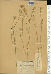 Cardamine pratensis subsp. dentata (Schult.) Celak., Восточная Европа, Московская область и Москва (E4a) (Россия)