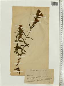 Горечавка легочная L., Восточная Европа, Белоруссия (E3a) (Белоруссия)