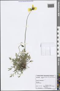 Oreomecon nudicaulis subsp. nudicaulis, Сибирь, Центральная Сибирь (S3) (Россия)