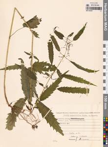 Urtica dioica var. holosericea Fr., Сибирь, Чукотка и Камчатка (S7) (Россия)